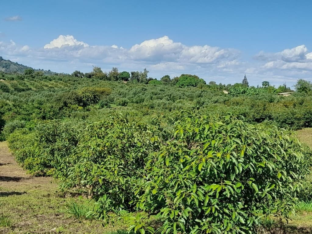 Avocado trees in a Kenyan orchard