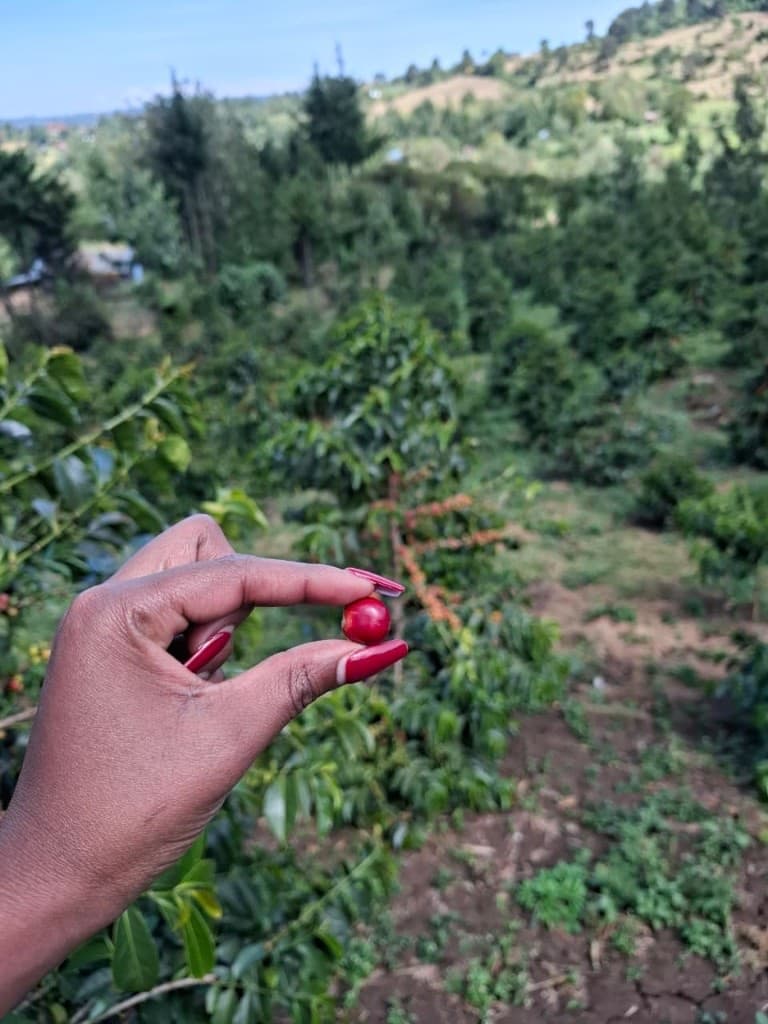 A single ripe coffee cherry held above a Kenyan coffee farm